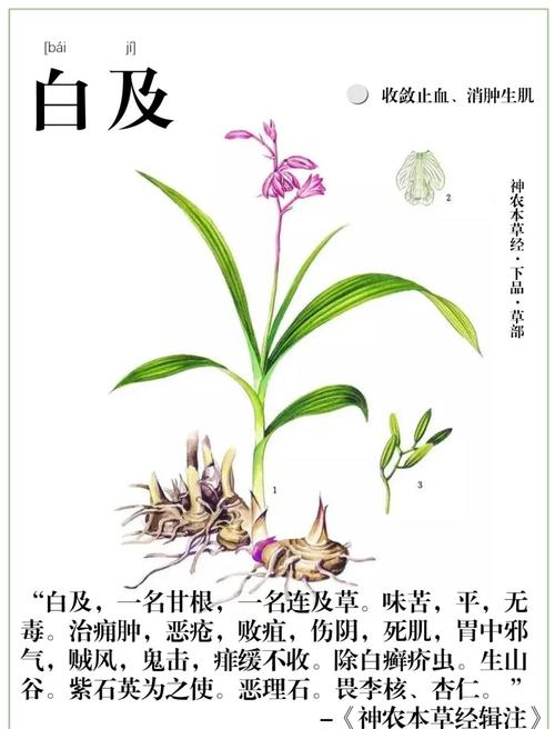 白芨的功效和作用，白芨的功效和作用是什么？-第3张图片-优品飞百科