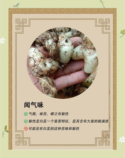 白芨的功效和作用，白芨的功效和作用是什么？-第5张图片-优品飞百科