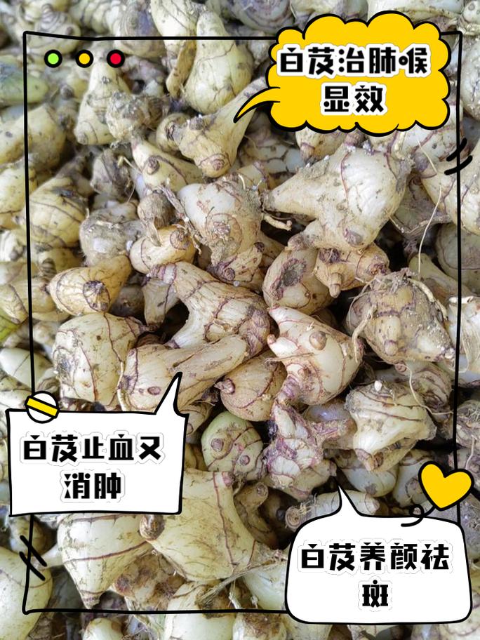 白芨的功效和作用，白芨的功效和作用是什么？-第6张图片-优品飞百科