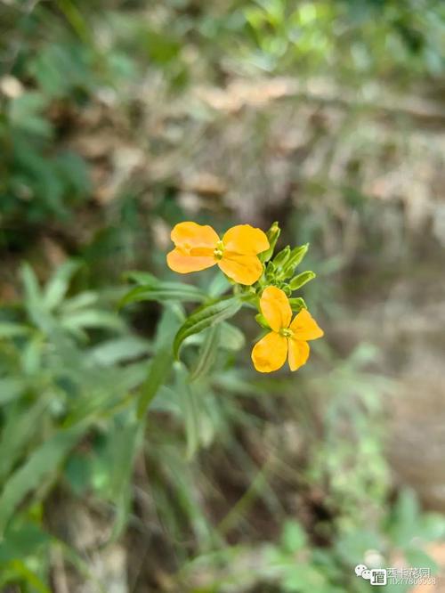 桂竹香的作用，桂竹香什么时候开花？-第1张图片-优品飞百科