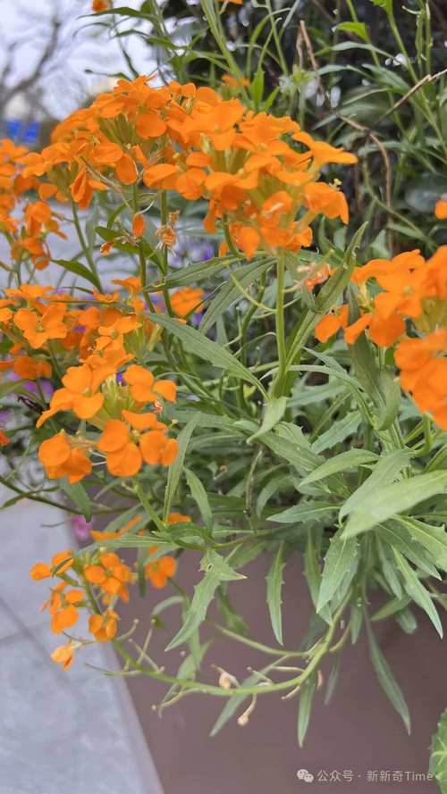 桂竹香的作用，桂竹香什么时候开花？-第2张图片-优品飞百科