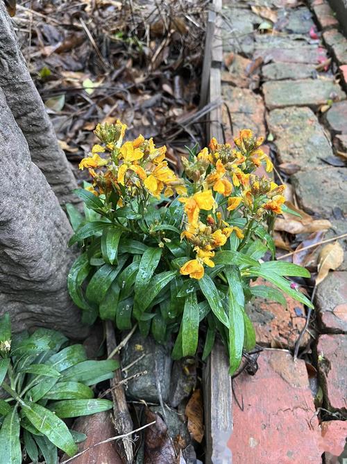 桂竹香的作用，桂竹香什么时候开花？-第3张图片-优品飞百科