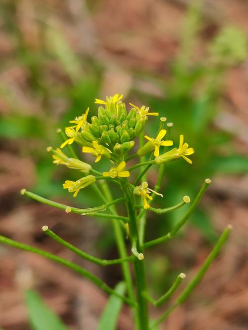 桂竹香的作用，桂竹香什么时候开花？-第5张图片-优品飞百科