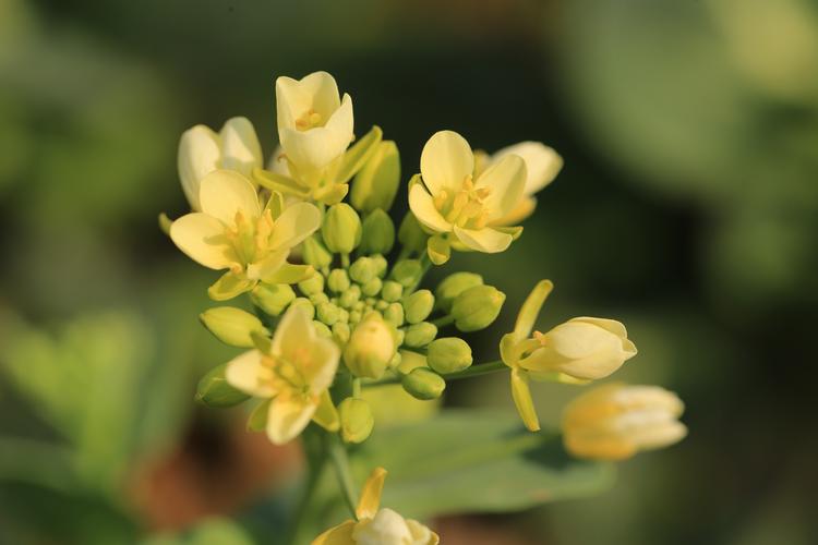 桂竹香的作用，桂竹香什么时候开花？-第6张图片-优品飞百科