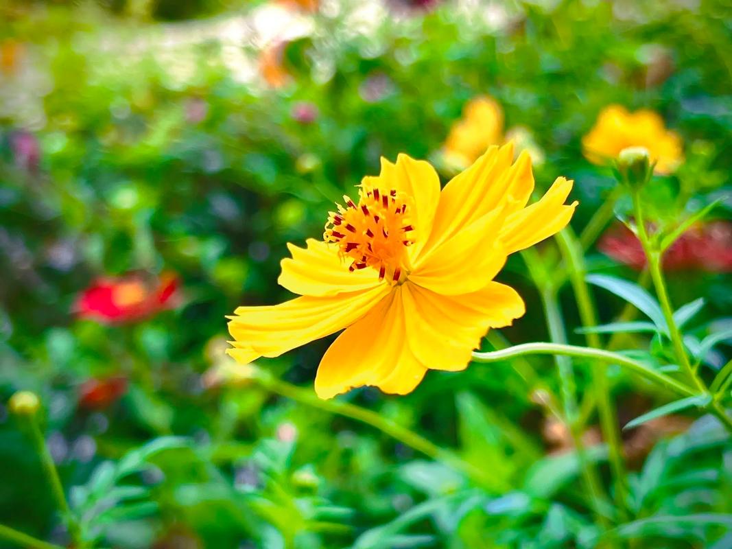 桂竹香的作用，桂竹香什么时候开花？-第7张图片-优品飞百科