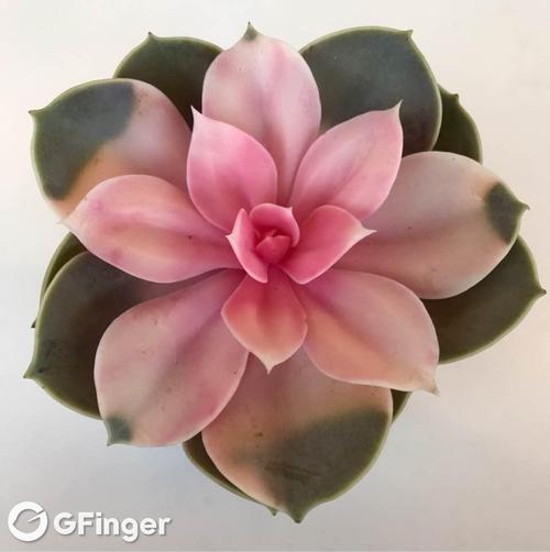 桂竹香的作用，桂竹香什么时候开花？-第8张图片-优品飞百科