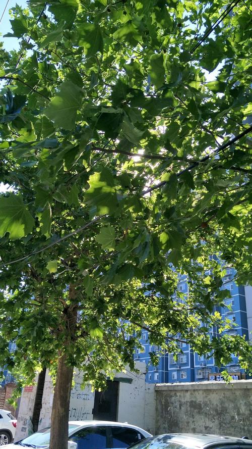 北京海淀天气预警24小时?北京海淀区天气24小时天气预报?-第6张图片-优品飞百科 北京海淀天气预警24小时?北京海淀区天气24小时天气预报?-第6张图片-优品飞百科