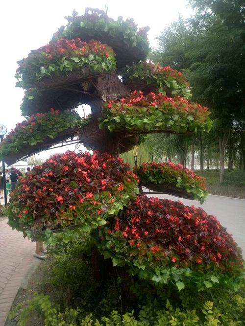 白银适合养什么花，市花和市树是什么，白银树可以种庭院吗-第1张图片-优品飞百科