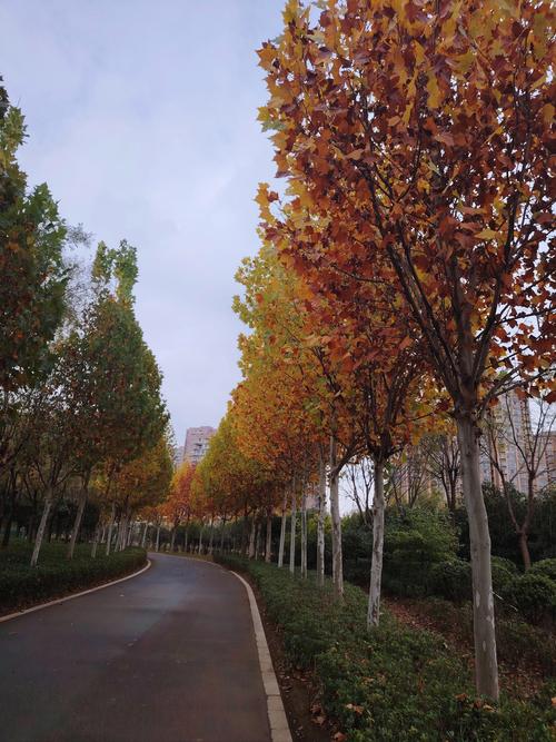 白银适合养什么花，市花和市树是什么，白银树可以种庭院吗-第3张图片-优品飞百科