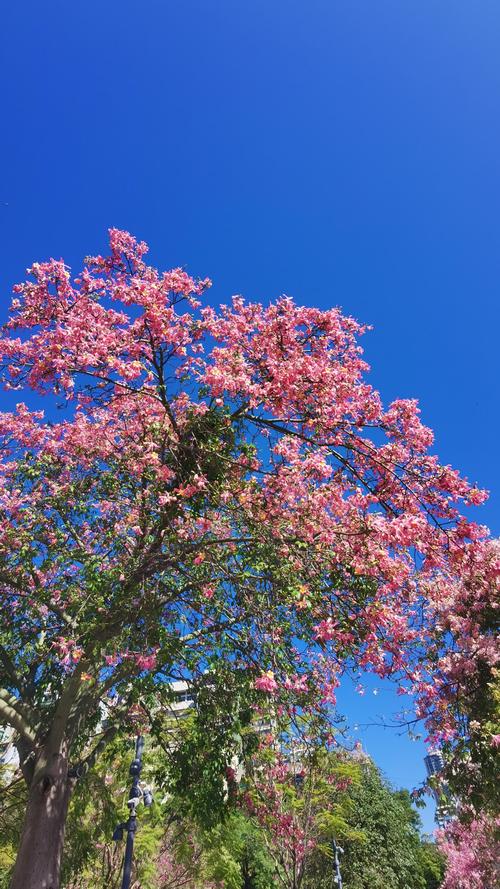 白银适合养什么花，市花和市树是什么，白银树可以种庭院吗-第4张图片-优品飞百科