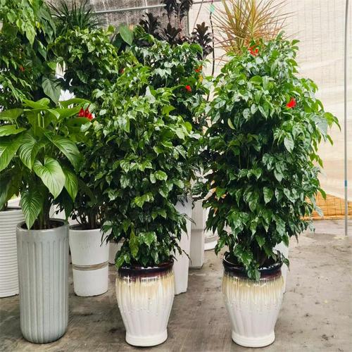 白银适合养什么花，市花和市树是什么，白银树可以种庭院吗-第6张图片-优品飞百科