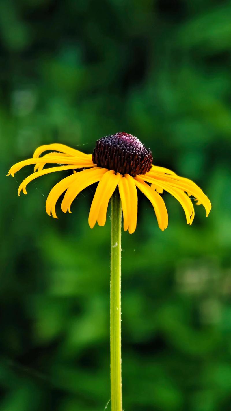 黑心菊的花语和寓意，送人有什么禁忌？黑心菊花怎么养？
