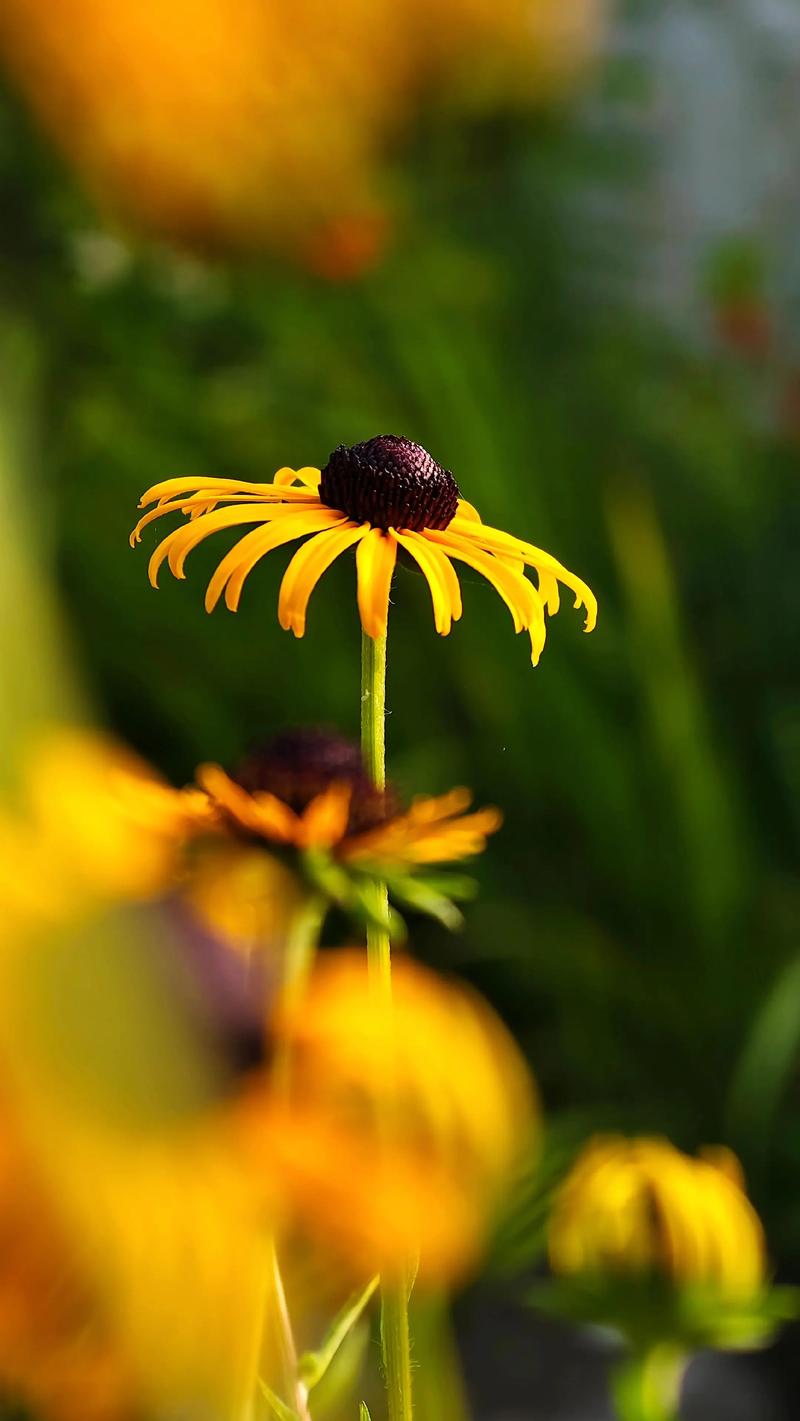 黑心菊的花语和寓意，送人有什么禁忌？黑心菊花怎么养？-第2张图片-优品飞百科