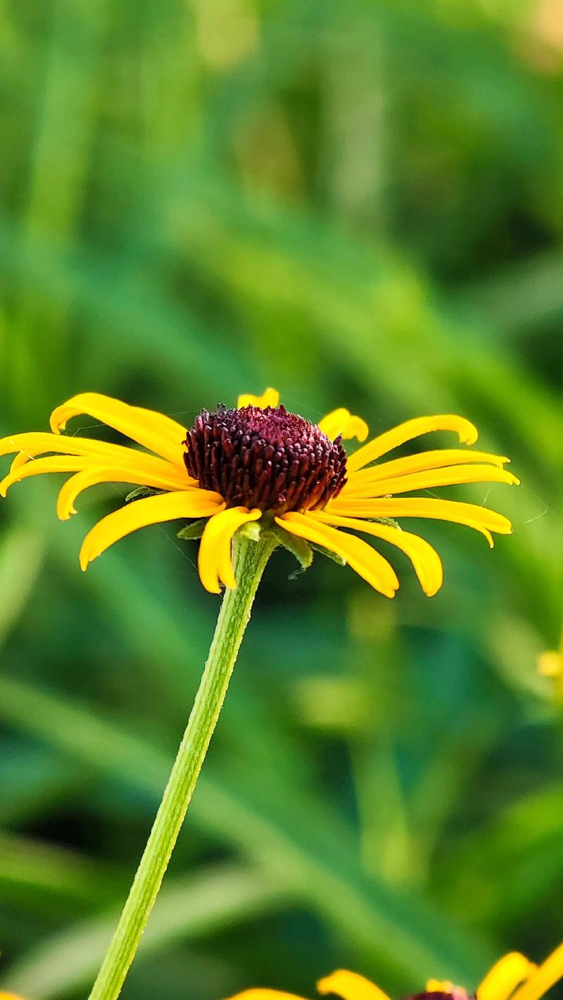 黑心菊的花语和寓意，送人有什么禁忌？黑心菊花怎么养？-第4张图片-优品飞百科