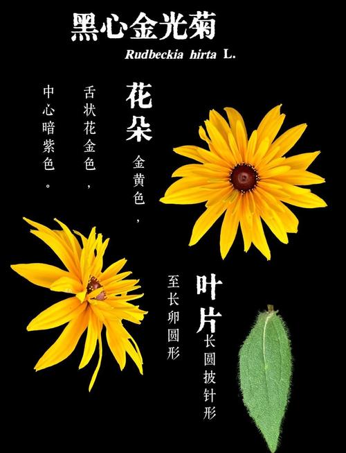 黑心菊的花语和寓意，送人有什么禁忌？黑心菊花怎么养？-第5张图片-优品飞百科