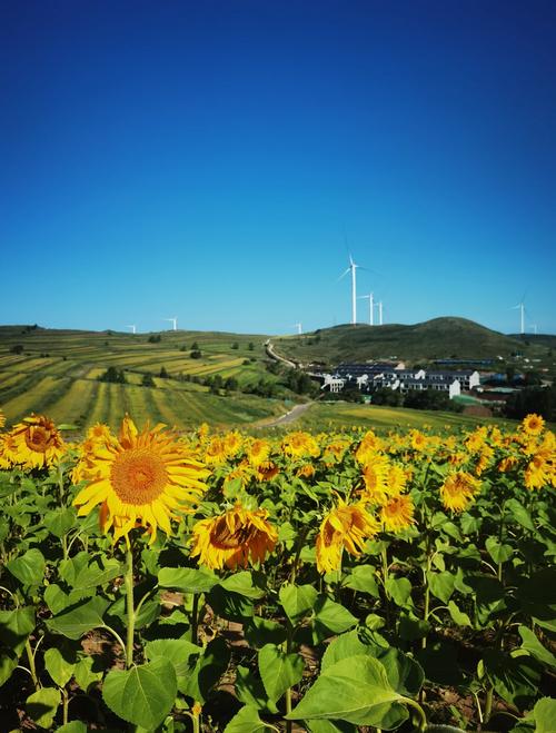 张北草原天气预报，张北草原天气预报30天？-第4张图片-优品飞百科