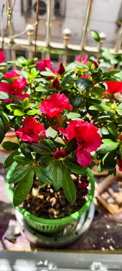 家里养杜鹃花有什么好处？家里养杜鹃花风水好不好？-第1张图片-优品飞百科