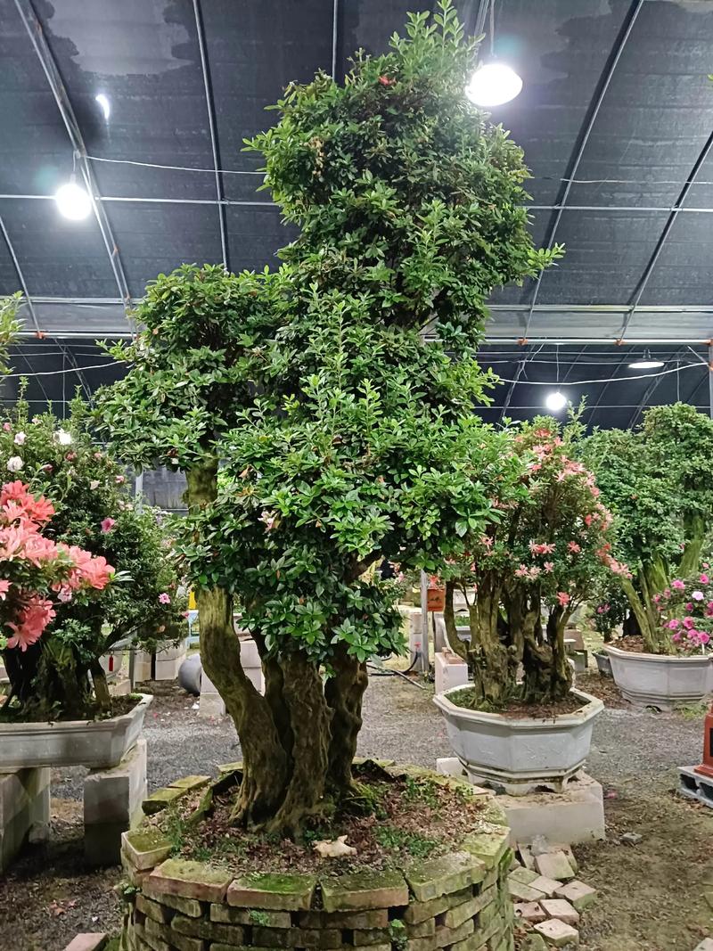 家里养杜鹃花有什么好处？家里养杜鹃花风水好不好？-第2张图片-优品飞百科