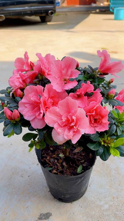 家里养杜鹃花有什么好处？家里养杜鹃花风水好不好？-第3张图片-优品飞百科