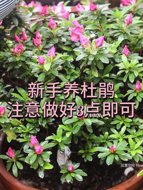 家里养杜鹃花有什么好处？家里养杜鹃花风水好不好？-第4张图片-优品飞百科