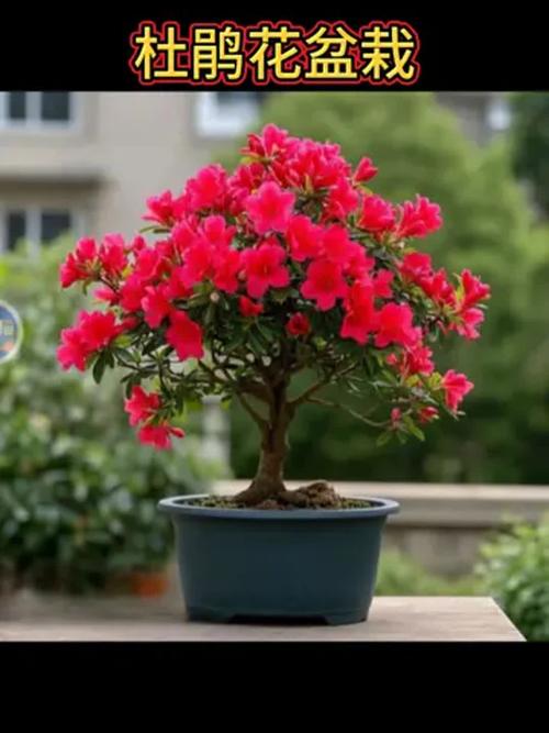家里养杜鹃花有什么好处？家里养杜鹃花风水好不好？-第5张图片-优品飞百科