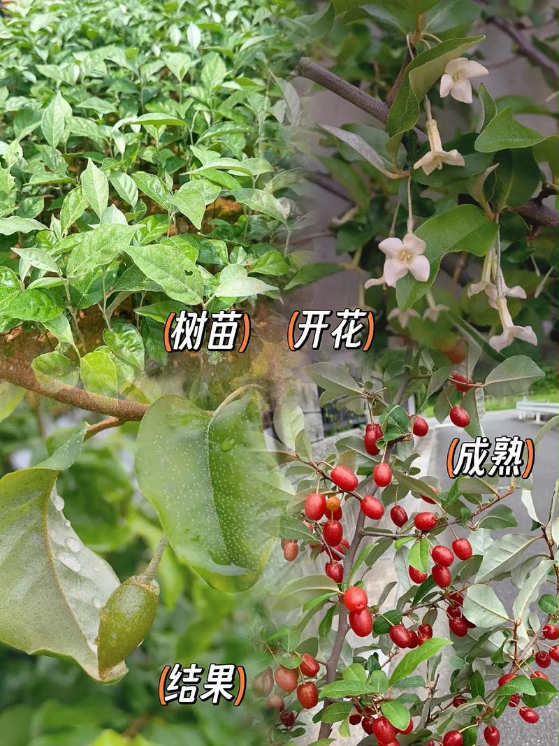 羊奶果的养殖方法和注意事项？羊奶果的种植与管理？-第1张图片-优品飞百科