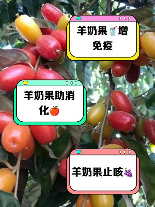 羊奶果的养殖方法和注意事项？羊奶果的种植与管理？-第2张图片-优品飞百科