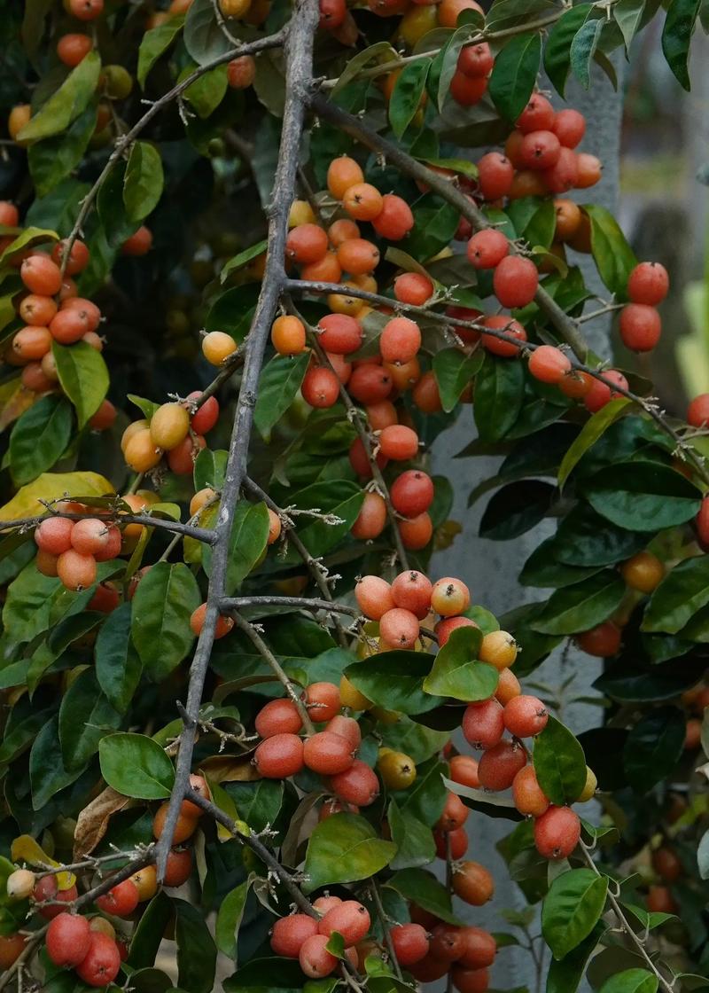 羊奶果的养殖方法和注意事项？羊奶果的种植与管理？-第3张图片-优品飞百科