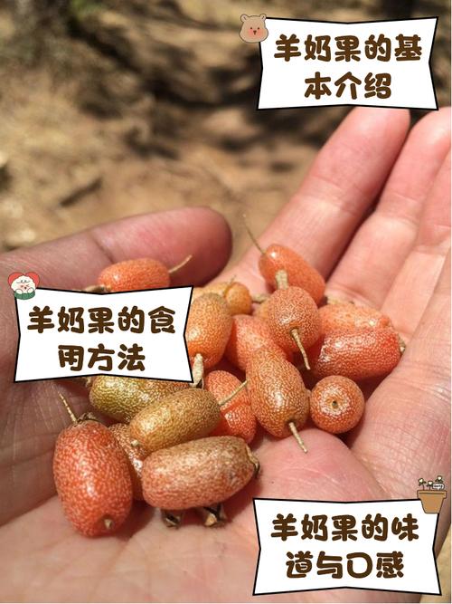 羊奶果的养殖方法和注意事项？羊奶果的种植与管理？-第4张图片-优品飞百科