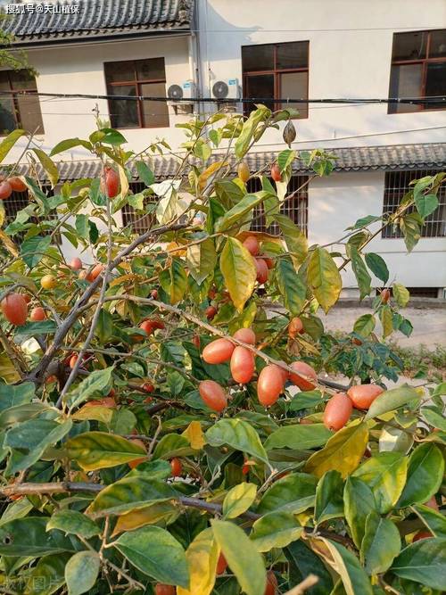 羊奶果的养殖方法和注意事项？羊奶果的种植与管理？-第5张图片-优品飞百科