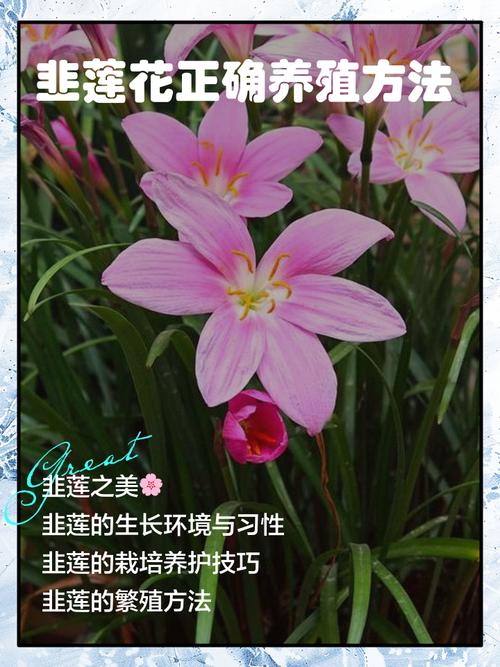 花韭的养殖方法和注意事项？花韭的养殖方法和注意事项有哪些？-第1张图片-优品飞百科