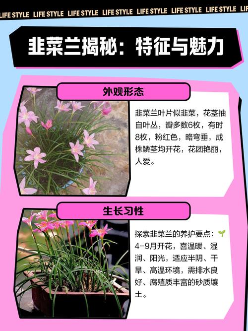 花韭的养殖方法和注意事项？花韭的养殖方法和注意事项有哪些？-第2张图片-优品飞百科