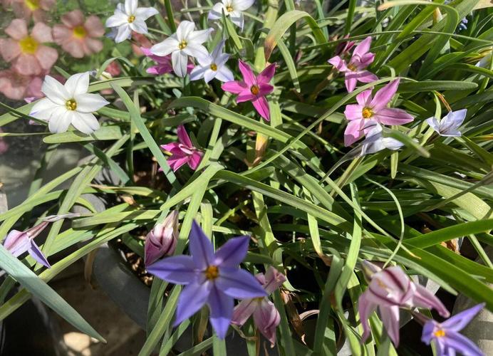 花韭的养殖方法和注意事项？花韭的养殖方法和注意事项有哪些？-第3张图片-优品飞百科