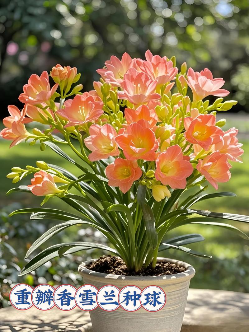 花韭的养殖方法和注意事项？花韭的养殖方法和注意事项有哪些？-第4张图片-优品飞百科