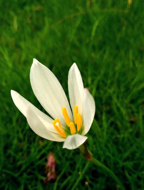 花韭的养殖方法和注意事项？花韭的养殖方法和注意事项有哪些？-第5张图片-优品飞百科