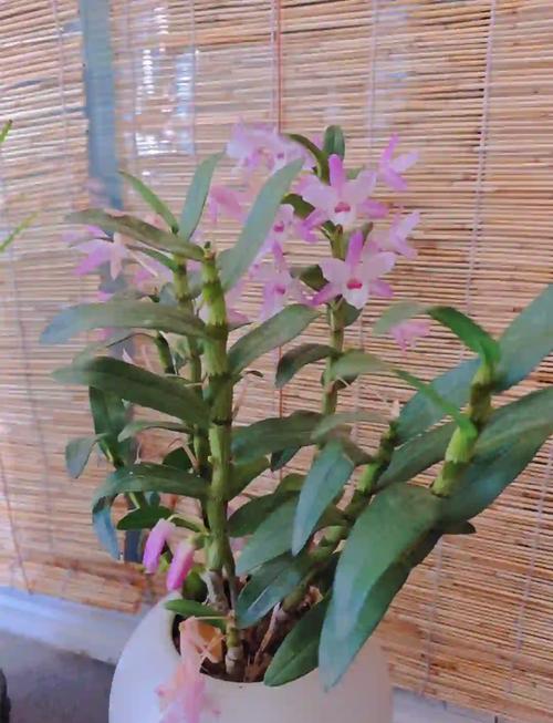 金钗石斛怎么吃，金钗石斛怎么吃法？-第4张图片-优品飞百科