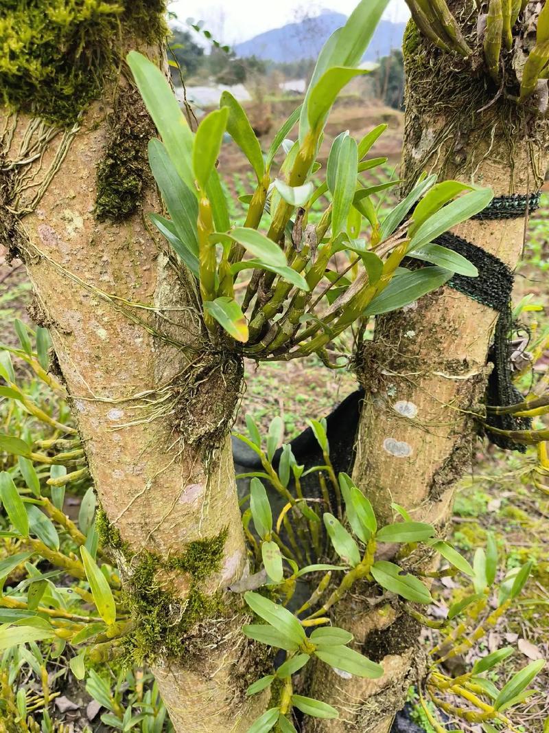 金钗石斛怎么吃，金钗石斛怎么吃法？-第5张图片-优品飞百科