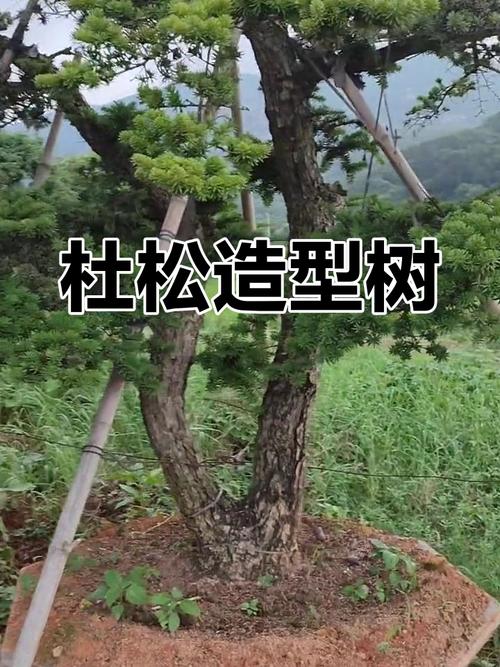 杜松有哪些价值，杜松是啥-第2张图片-优品飞百科