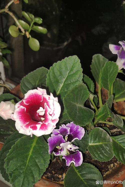 大岩桐花有毒吗？大岩桐花有毒吗好养吗？-第1张图片-优品飞百科