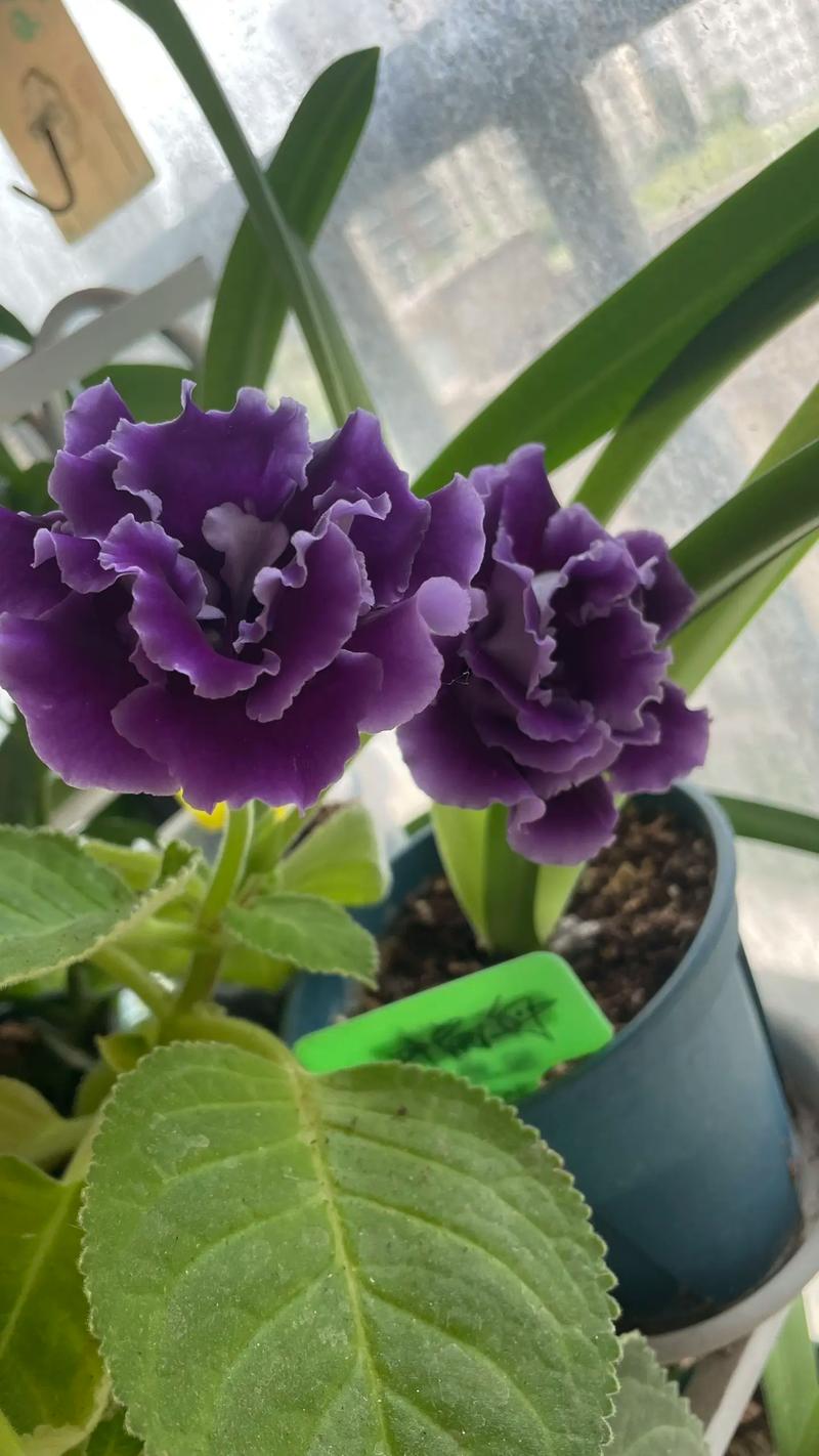 大岩桐花有毒吗？大岩桐花有毒吗好养吗？-第2张图片-优品飞百科