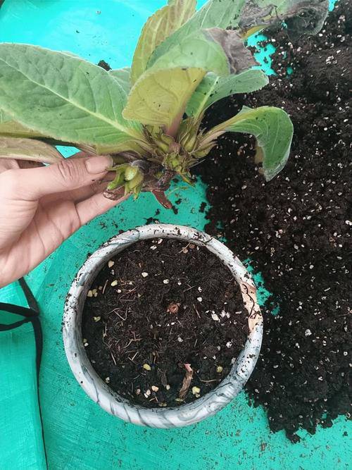 大岩桐花有毒吗？大岩桐花有毒吗好养吗？-第3张图片-优品飞百科