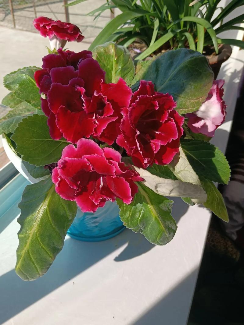 大岩桐花有毒吗？大岩桐花有毒吗好养吗？-第4张图片-优品飞百科