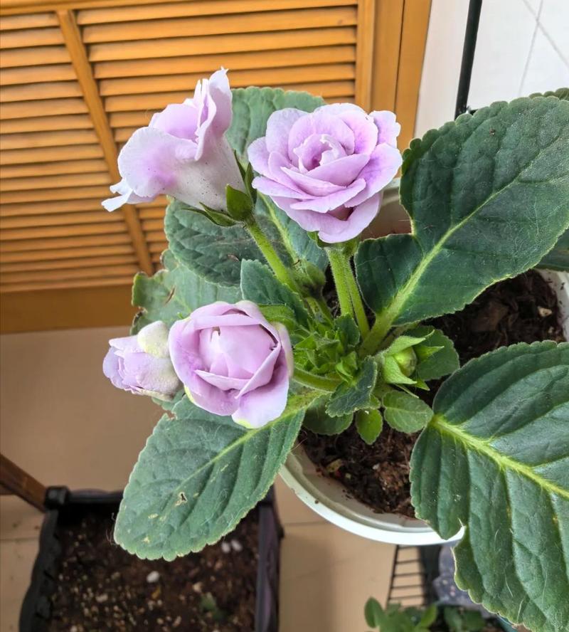 大岩桐花有毒吗？大岩桐花有毒吗好养吗？-第5张图片-优品飞百科