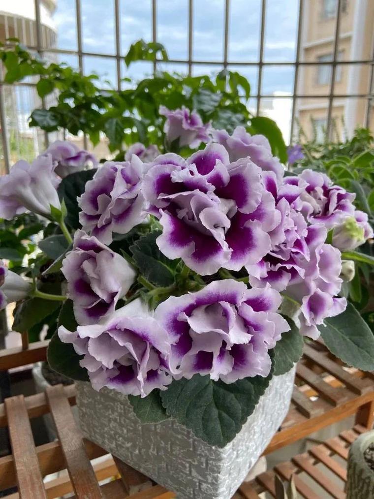 大岩桐花有毒吗？大岩桐花有毒吗好养吗？-第6张图片-优品飞百科