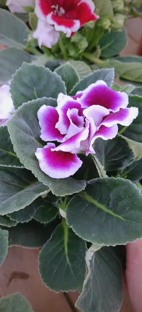 大岩桐花有毒吗？大岩桐花有毒吗好养吗？-第7张图片-优品飞百科