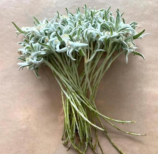 雪绒花是什么花，有什么功效，雪绒花是什么花?？-第1张图片-优品飞百科