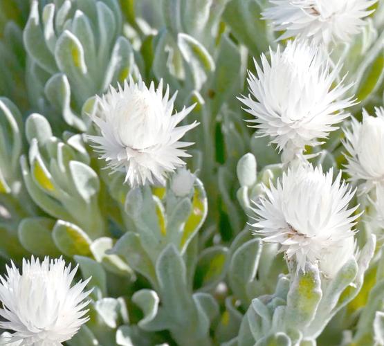 雪绒花是什么花，有什么功效，雪绒花是什么花?？-第2张图片-优品飞百科