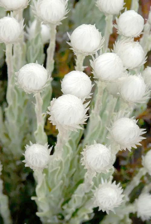 雪绒花是什么花，有什么功效，雪绒花是什么花?？-第4张图片-优品飞百科