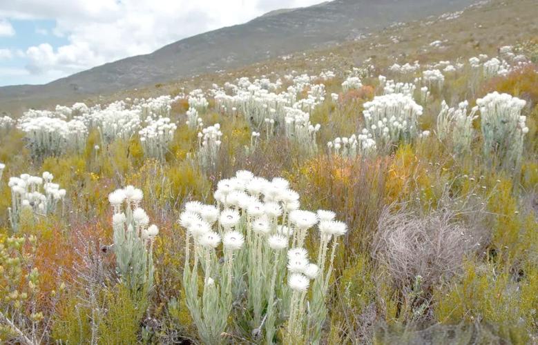 雪绒花是什么花，有什么功效，雪绒花是什么花?？-第5张图片-优品飞百科
