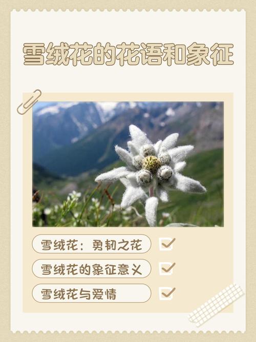 雪绒花是什么花，有什么功效，雪绒花是什么花?？-第6张图片-优品飞百科